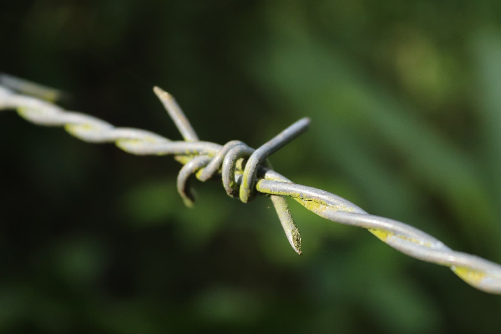 A close-up of barbed wire